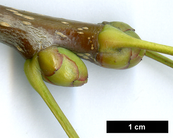 High resolution image: Family: Rosaceae - Genus: Sorbus - Taxon: verrucosa - SpeciesSub: var. subulata